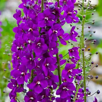 Коровяк ВИОЛЕТТА (вербаскум) — описание сорта Коровяк ВИОЛЕТТА (вербаскум) в Москве