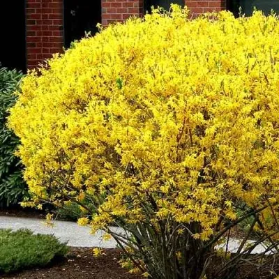 Форзиция ЛИНВУД — описание сорта Форзиция ЛИНВУД в Москве