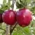 Яблоня РЕД ПРИНЦ — описание сорта Яблоня РЕД ПРИНЦ в Москве