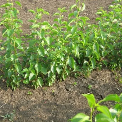 Подвой вишни АНТИПКА в Москве