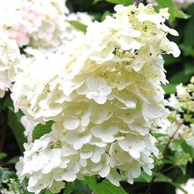 Гортензия ЮНИК метельчатая  Гортензия ЮНИК метельчатая в Москве