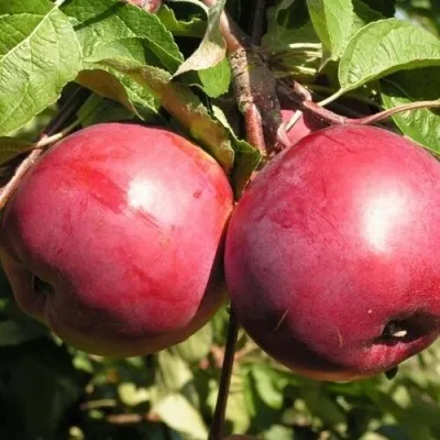 Яблоня ДАРУНАК — описание сорта Яблоня ДАРУНАК в Москве