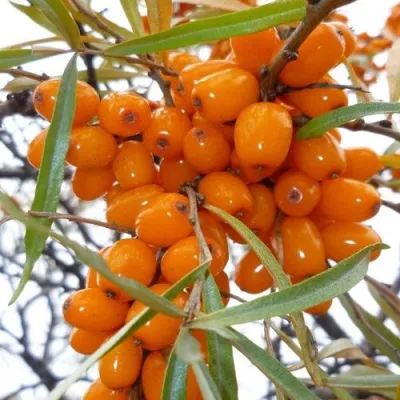 Облепиха КОСТЕР — описание сорта Облепиха КОСТЕР в Москве