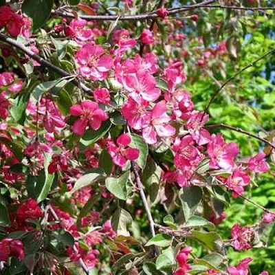 Яблоня КИТАЙКА ДОЛГО декоративная — описание сорта Яблоня КИТАЙКА ДОЛГО декоративная в Москве