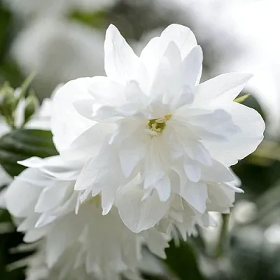 Жасмин МИНЕСОТА СНОУФЛЕЙК  Жасмин МИНЕСОТА СНОУФЛЕЙК в Москве