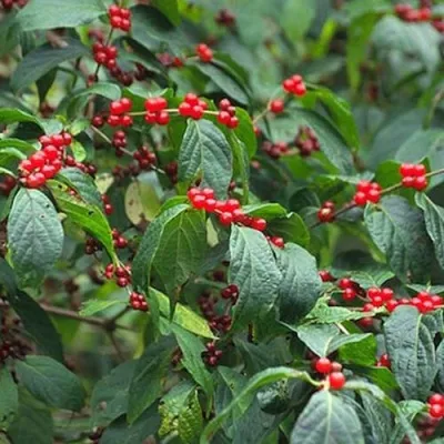 Жимолость МААКА в Москве