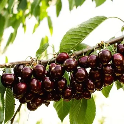 Черешня КОРДИЯ — описание сорта Черешня КОРДИЯ в Москве