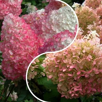 Комплект МАЛИНОВЫЙ ЗАКАТ — описание сорта Комплект МАЛИНОВЫЙ ЗАКАТ в Москве