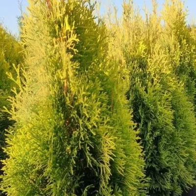 Туя ГОЛДЕН СМАРАГД западная — описание сорта Туя ГОЛДЕН СМАРАГД западная в Москве