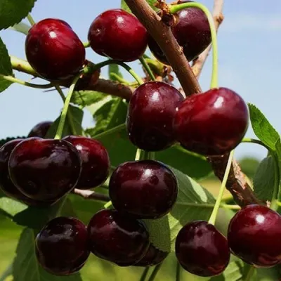 Вишня РОВЕСНИЦА в Москве