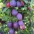Слива БЛЮ СВИТ колонновидная  в Москве