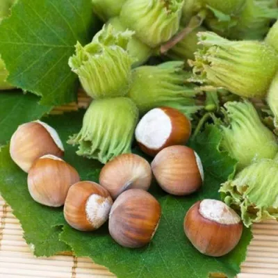 Фундук КРЕПКИЙ ОРЕШЕК — описание сорта Фундук КРЕПКИЙ ОРЕШЕК в Москве