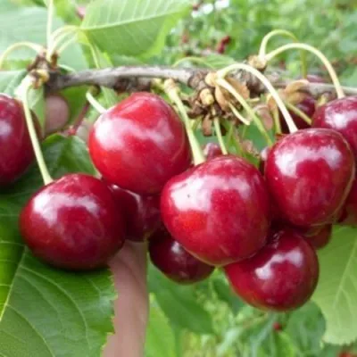 Вишня КОЛОННОВИДНАЯ — описание сорта Вишня КОЛОННОВИДНАЯ в Москве