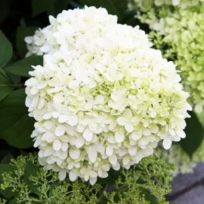 Гортензия УАЙТ ЛЕДИ метельчатая — описание сорта Гортензия УАЙТ ЛЕДИ метельчатая в Москве