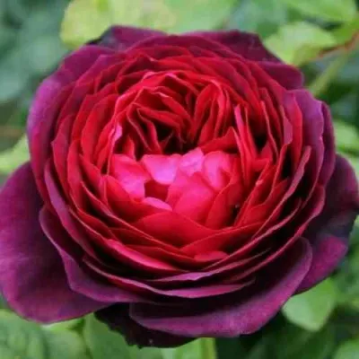 Саженцы роз АСТРИД ГРАФИН ФОН ХАРДЕНБЕРГ шраб — описание сорта Саженцы роз АСТРИД ГРАФИН ФОН ХАРДЕНБЕРГ шраб в Москве