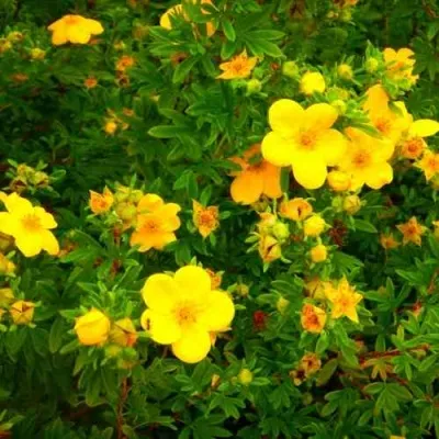 Лапчатка ГОЛДФИНГЕР кустарниковая — описание сорта Лапчатка ГОЛДФИНГЕР кустарниковая в Москве