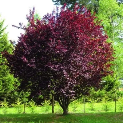 Слива НИГРА растопыреная  — описание сорта Слива НИГРА растопыреная  в Москве