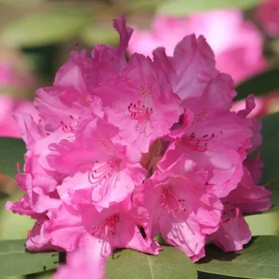 Рододендрон ЛУМИНА — описание сорта Рододендрон ЛУМИНА в Москве