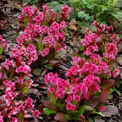 Бадан ФЛИРТ — описание сорта Бадан ФЛИРТ в Москве