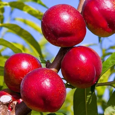 Нектарин КРЫМЧАНИН Нектарин КРЫМЧАНИН