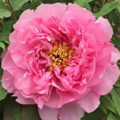 Пион РОЗОВЫЙ ЛОТОС древовидный — описание сорта Пион РОЗОВЫЙ ЛОТОС древовидный в Москве