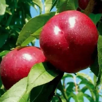 Нектарин МЕДВЕДЕВСКИЙ — описание сорта Нектарин МЕДВЕДЕВСКИЙ в Москве