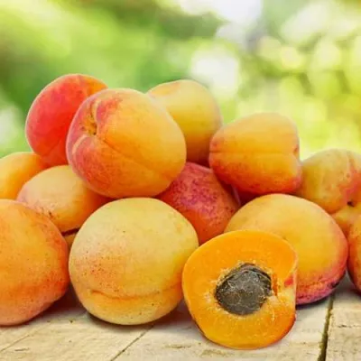 Абрикос ГРАФИНЯ — описание сорта Абрикос ГРАФИНЯ в Москве