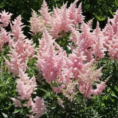 Астильба ГЛИТТЕР ЭНД ГЛАМУР китайская — описание сорта Астильба ГЛИТТЕР ЭНД ГЛАМУР китайская в Москве