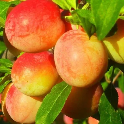 Слива ВИТЬБА — описание сорта Слива ВИТЬБА в Москве