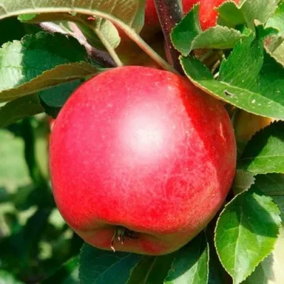 Яблоня РАЙКА ЧЕШСКАЯ — описание сорта Яблоня РАЙКА ЧЕШСКАЯ в Москве