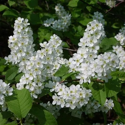 Черемуха ПАМЯТИ САЛАМАТОВА  Черемуха ПАМЯТИ САЛАМАТОВА в Москве