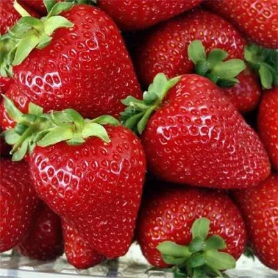 Клубника СКАЛА — описание сорта Клубника СКАЛА в Москве