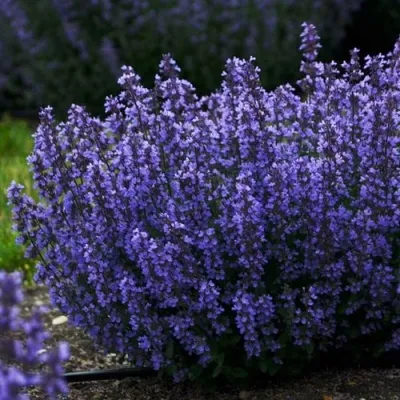 Котовник КИТ КЭТ фассена — описание сорта Котовник КИТ КЭТ фассена в Москве