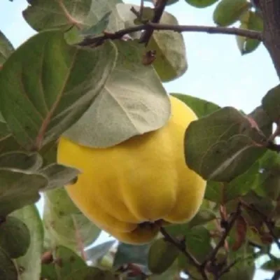 Айва АКАДЕМИЧЕСКАЯ в Москве