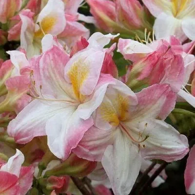 Азалия САТОМИ японская — описание сорта Азалия САТОМИ японская в Москве