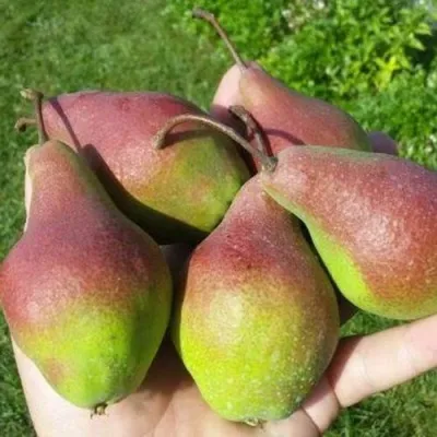 Груша ЯКОВЛЕВСКАЯ — описание сорта Груша ЯКОВЛЕВСКАЯ в Москве