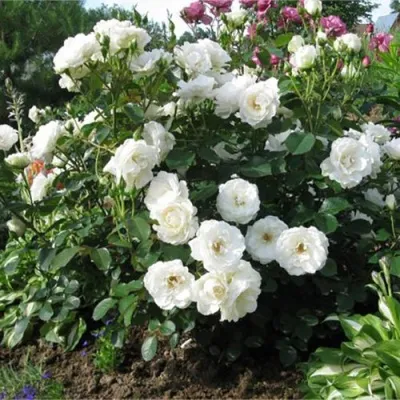 Саженцы роз АЛАБАСТЕР флорибунда — описание сорта Саженцы роз АЛАБАСТЕР флорибунда в Москве