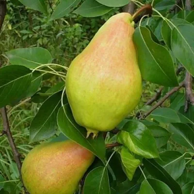 Груша ВИДНАЯ — описание сорта Груша ВИДНАЯ в Москве