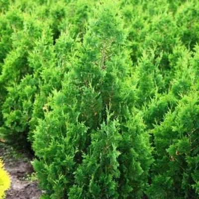 Туя СПИРАЛИС западная — описание сорта Туя СПИРАЛИС западная в Москве