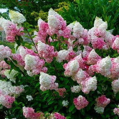 Гортензия  Гортензия в Москве