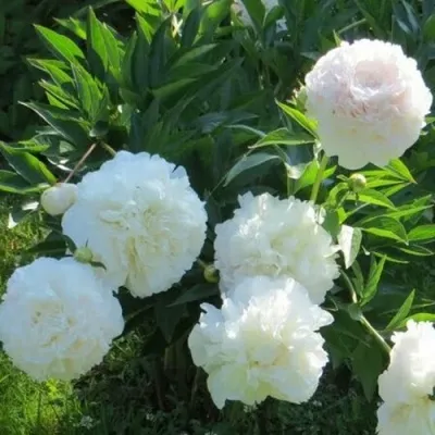 Пион МУН ОВЕР БАРРИНГТОН травянистый — описание сорта Пион МУН ОВЕР БАРРИНГТОН травянистый в Москве