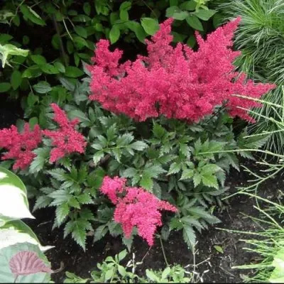 Астильба БОНН японская — описание сорта Астильба БОНН японская в Москве