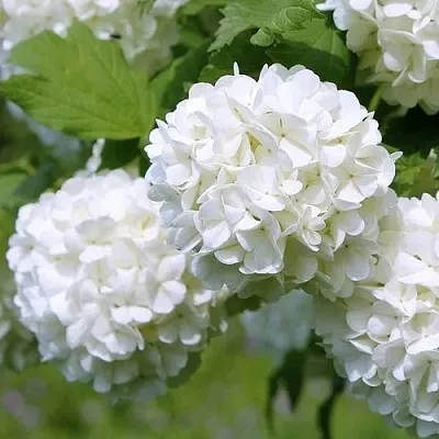 Калина декоративная  Калина декоративная в Москве