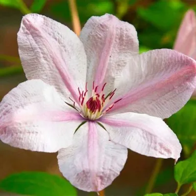 Клематис ИОАНН ПАВЕЛ 2 — описание сорта Клематис ИОАНН ПАВЕЛ 2 в Москве