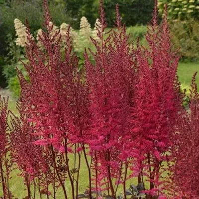 Астильба МАЙТИ ЧОКОЛАТ ЧЕРРИ китайская — описание сорта Астильба МАЙТИ ЧОКОЛАТ ЧЕРРИ китайская в Москве
