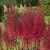 Астильба МАЙТИ ЧОКОЛАТ ЧЕРРИ китайская — описание сорта Астильба МАЙТИ ЧОКОЛАТ ЧЕРРИ китайская в Москве