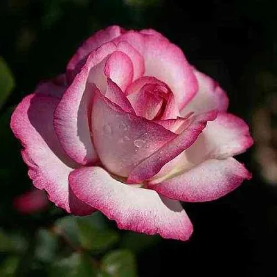 Саженцы роз ДИП ВОТЕР чайно-гибридная  Саженцы роз ДИП ВОТЕР чайно-гибридная в Москве