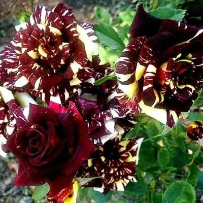 Саженцы роз ФОКУС ПОКУС флорибунда — описание сорта Саженцы роз ФОКУС ПОКУС флорибунда в Москве