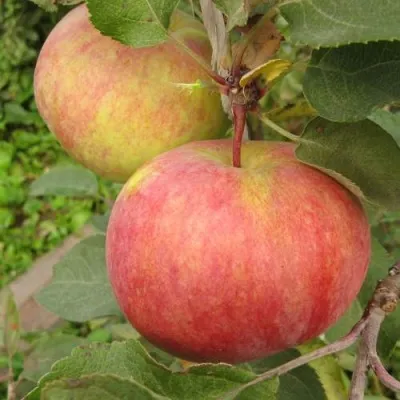 Яблоня ПЕРВОУРАЛЬСКОЕ — описание сорта Яблоня ПЕРВОУРАЛЬСКОЕ в Москве