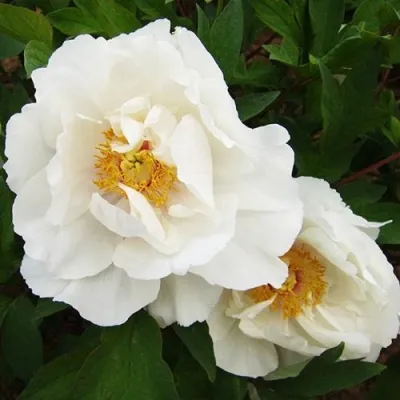 Пион БЕЛЫЙ НЕФРИТ древовидный в Москве